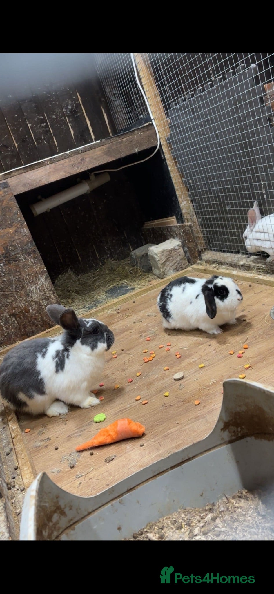 English Lop rabbits 🐰 Lop-Eared Rabbits for Sale 🐰 - Advert 3