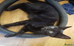 Mixed Breed cats for sale: 4 stunning kittens looking for their forever home. - Image 18