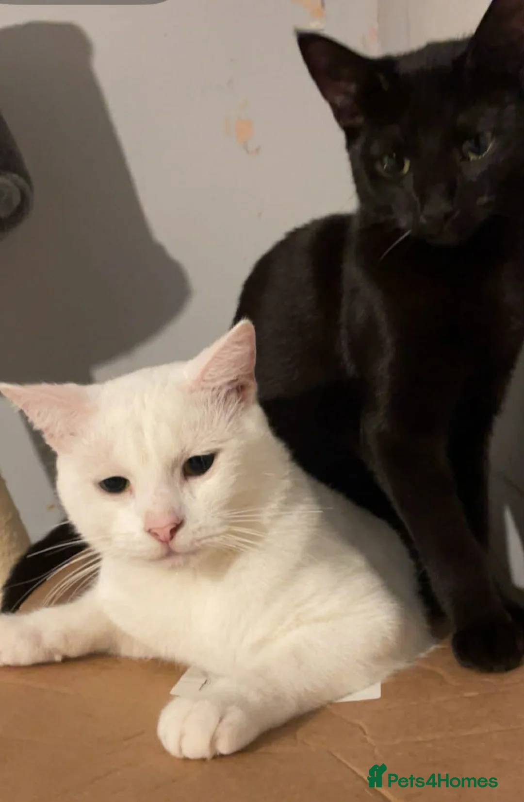 Mixed Breed cats for sale: 2 black cats sisters - Advert 3