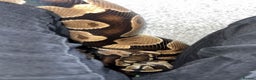 Python Snake reptiles for sale: Ball python Monty  - Advert 13