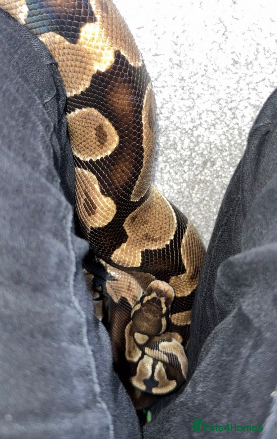 Python Snake reptiles for sale: Ball python Monty  - Advert 13