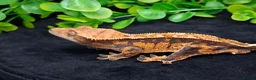 Gecko reptiles for sale: Beautiful Crested Geckos ready for new homes  - Advert 8