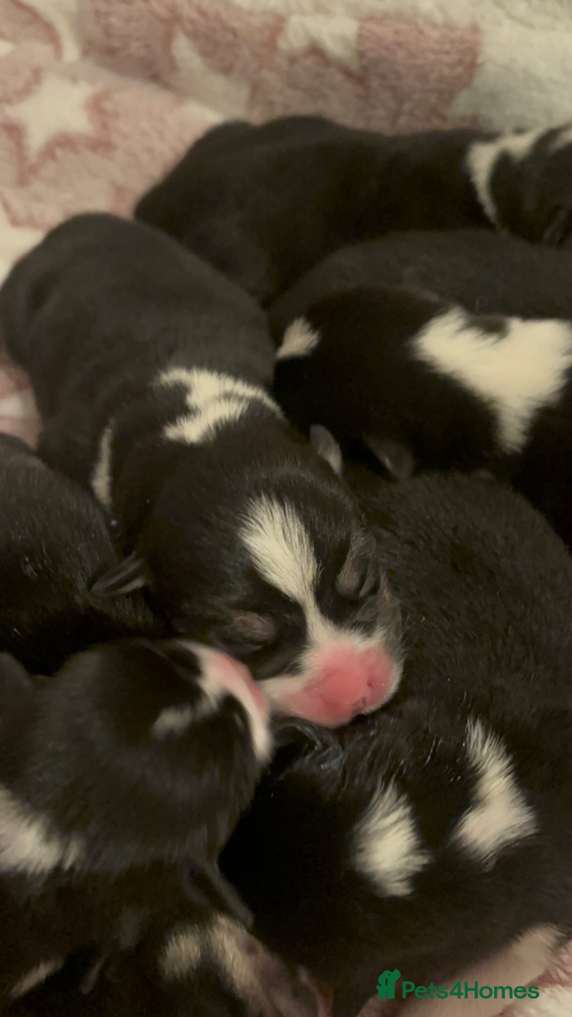 Welsh Corgi Pembroke dogs for sale: Stunning champion breed Tri Corgi Puppies  - Advert 16