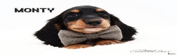 Miniature Dachshund dogs for stud: Miniature Black and Tan Piebald Stud in Rochford - Advert 6