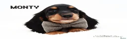 Miniature Dachshund dogs for stud: Miniature Black and Tan Piebald Stud in Rochford - Advert 6