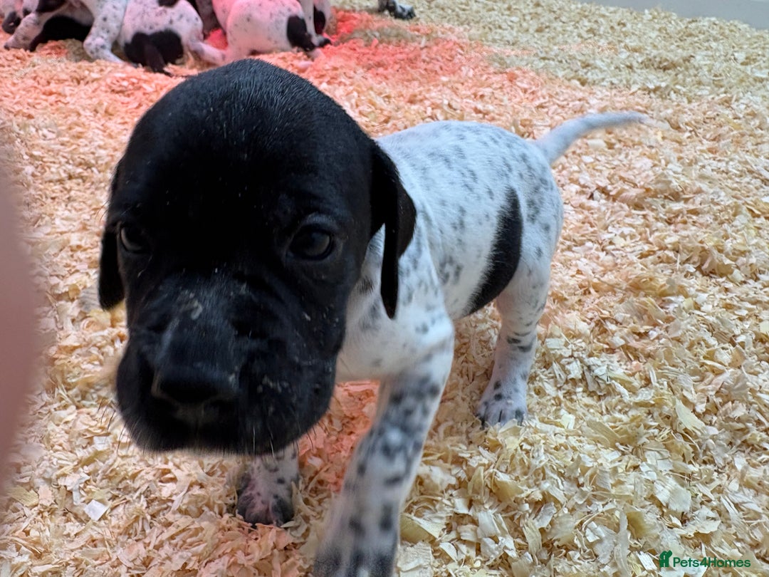 Pointer dogs for sale: English Pointer Puppies available 8th January  - Advert 22