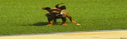 Miniature Pinscher dogs for sale: Male puppy min pin - Advert 1
