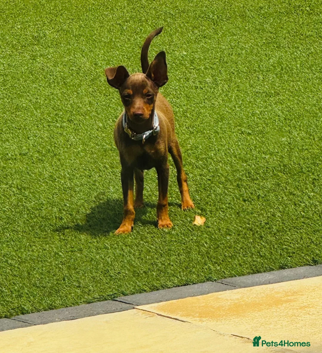 Miniature Pinscher dogs for sale: Male puppy min pin - Advert 1