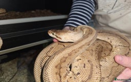 Python Snake reptiles for sale: Royal python Bolton area - Image 4
