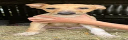 Lurcher dogs for sale: Quality Lurcher pups  in Cwmbran - Advert 13