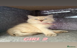 Ragdoll cats for sale: *STUNNING* litter of ragdolls  - Image 7