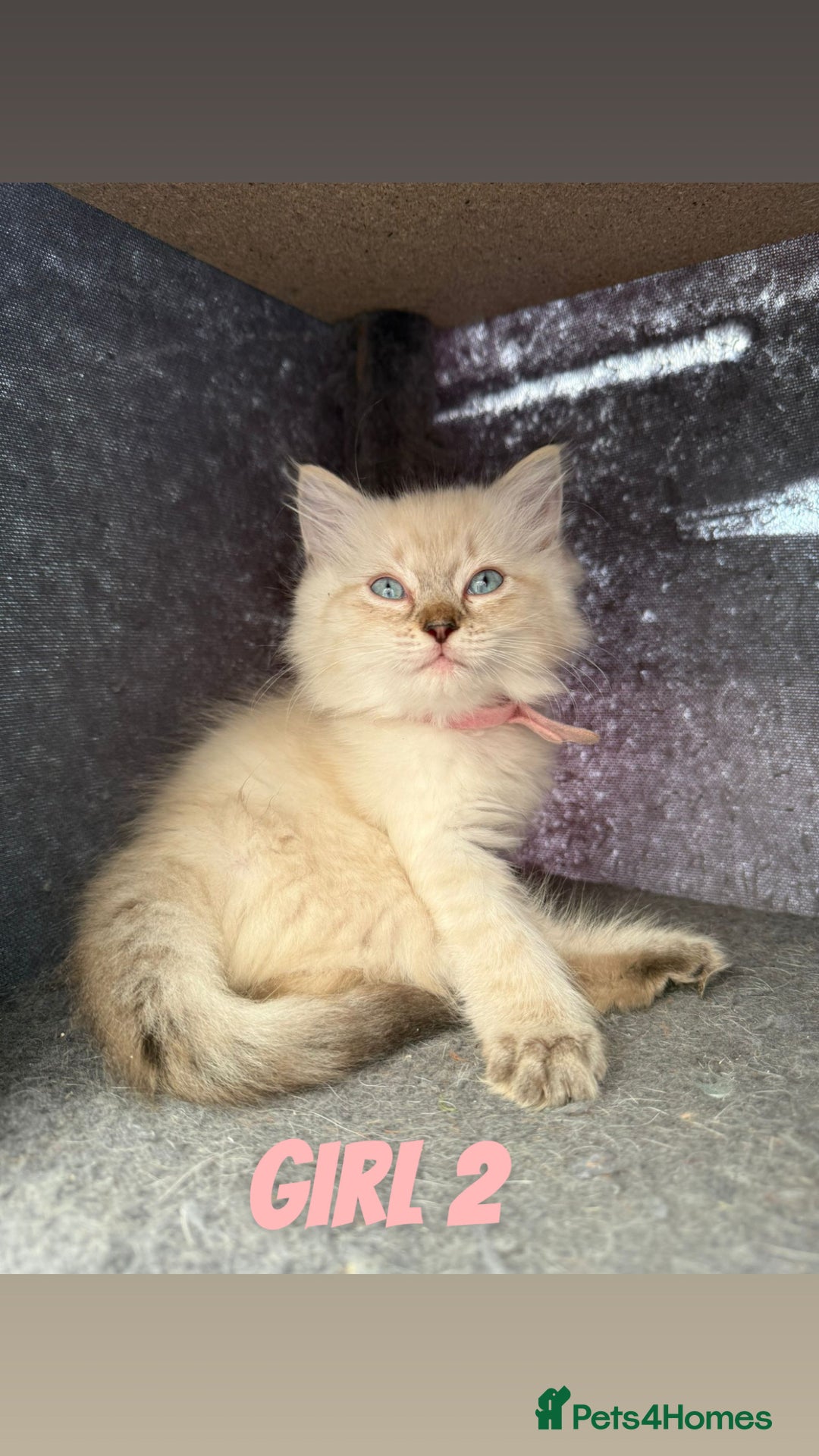 Ragdoll cats for sale: *STUNNING* litter of ragdolls  - Image 7