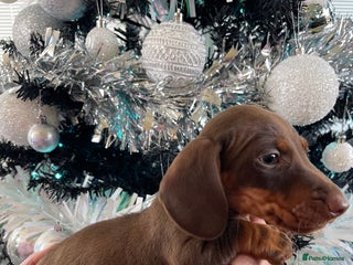 Miniature Dachshund dogs Kc reg mini dachshunds panel tested clear - Advert 18