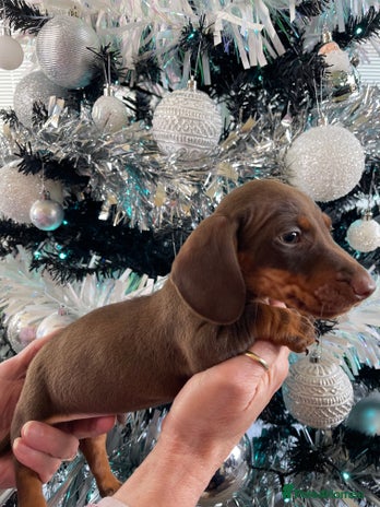 Miniature Dachshund dogs Kc reg mini dachshunds panel tested clear - Advert 1