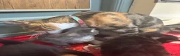 Domestic Shorthair cats for sale: beautiful babies looking for their forever home 🐱 - Advert 3