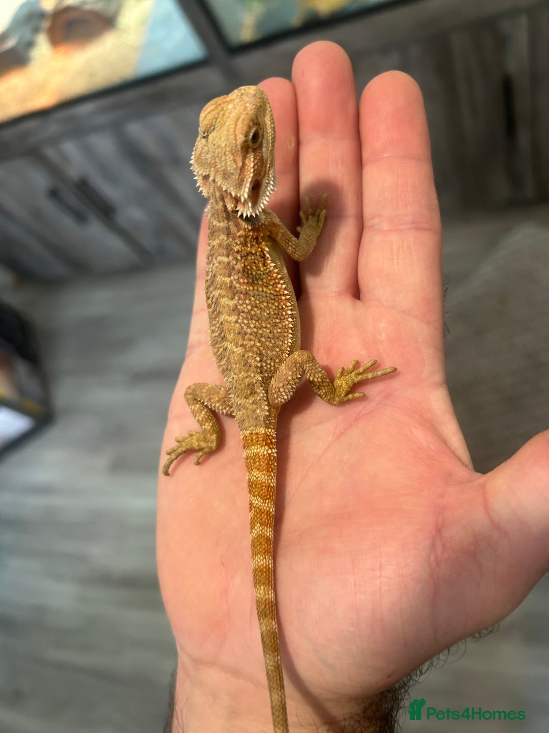 Bearded Dragon reptiles for sale: 60 Baby bearded dragons - Image 4