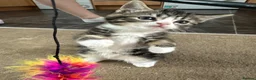 Domestic Shorthair cats for sale: 4 Kittens in Dunmow - Advert 12