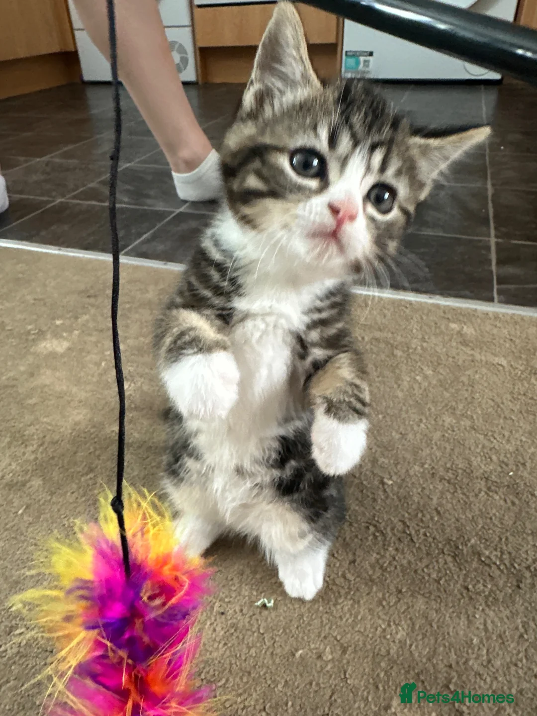 Domestic Shorthair cats for sale: 4 Kittens in Dunmow - Advert 12