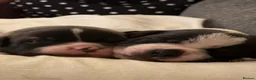 Staffordshire Bull Terrier dogs for sale: Blue American staffies - Advert 14