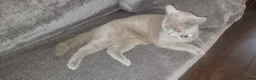British Shorthair cats for sale: British Shorthair Lilac Female – 1 Year Old - Advert 3