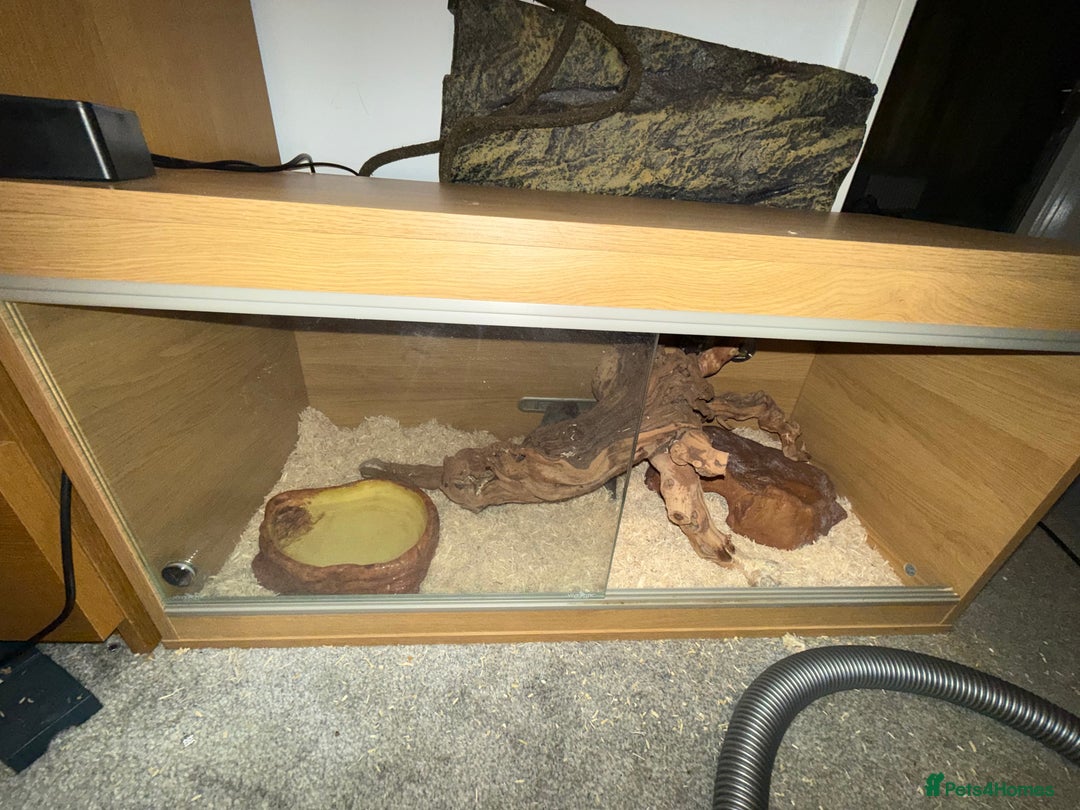 Snake reptiles for sale: Purple Stripe Superconda Western Hognose Snake - Image 10