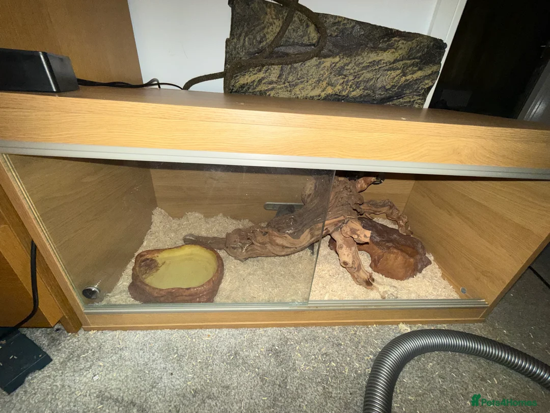 Snake reptiles for sale: Purple Stripe Superconda Western Hognose Snake - Advert 10