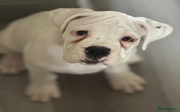 Boxer dogs for sale: Kennel club registered Boxer Pups 3 girls 4 boys - Image 10