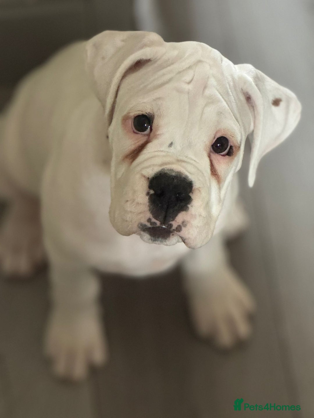 Boxer dogs for sale: Kennel club registered Boxer Pups 3 girls 4 boys - Image 10