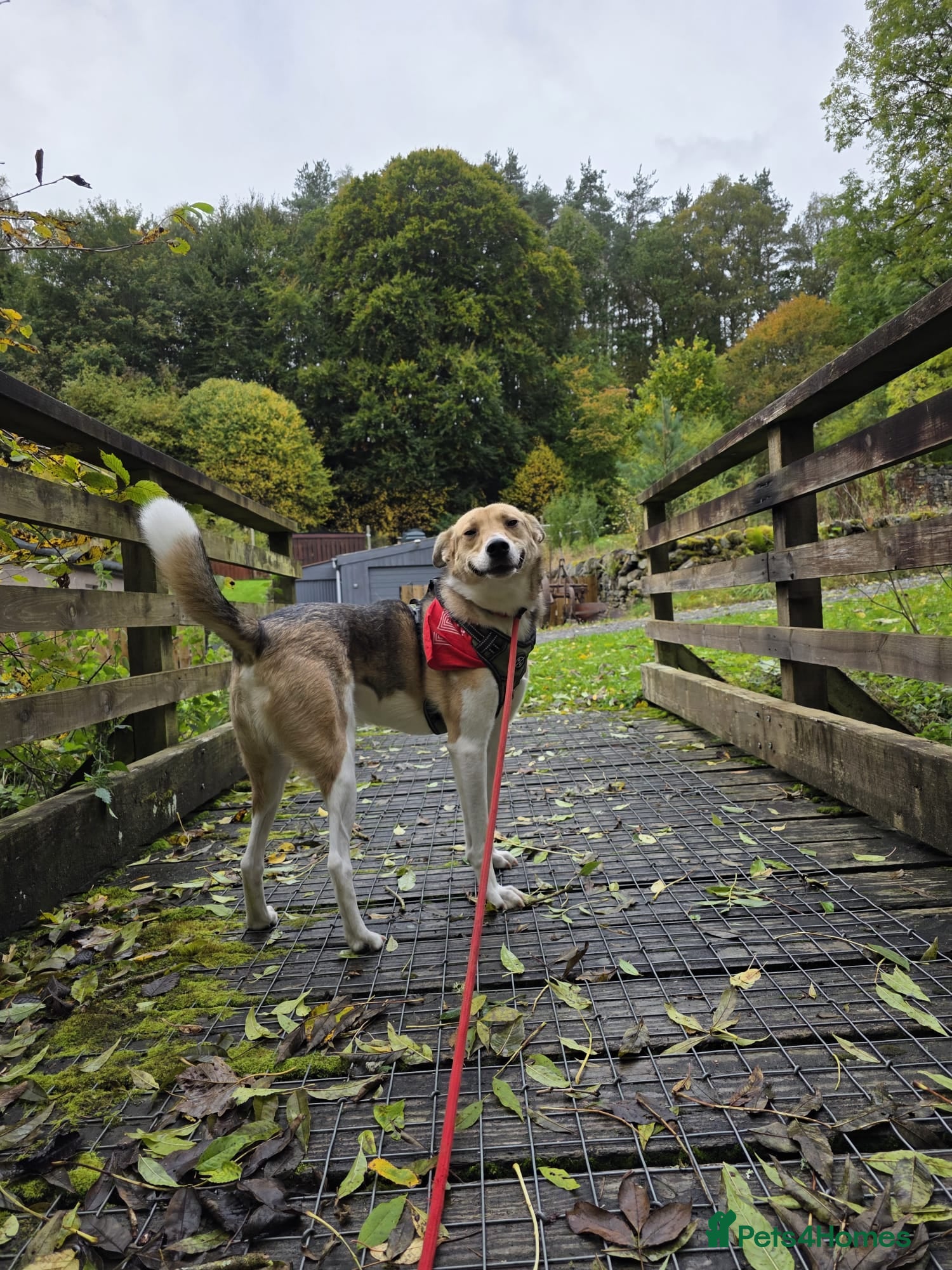 Mixed Breed dogs for adoption: Meet Greisho – the cuddly adventure‑lover in Auchterarder - Advert 8