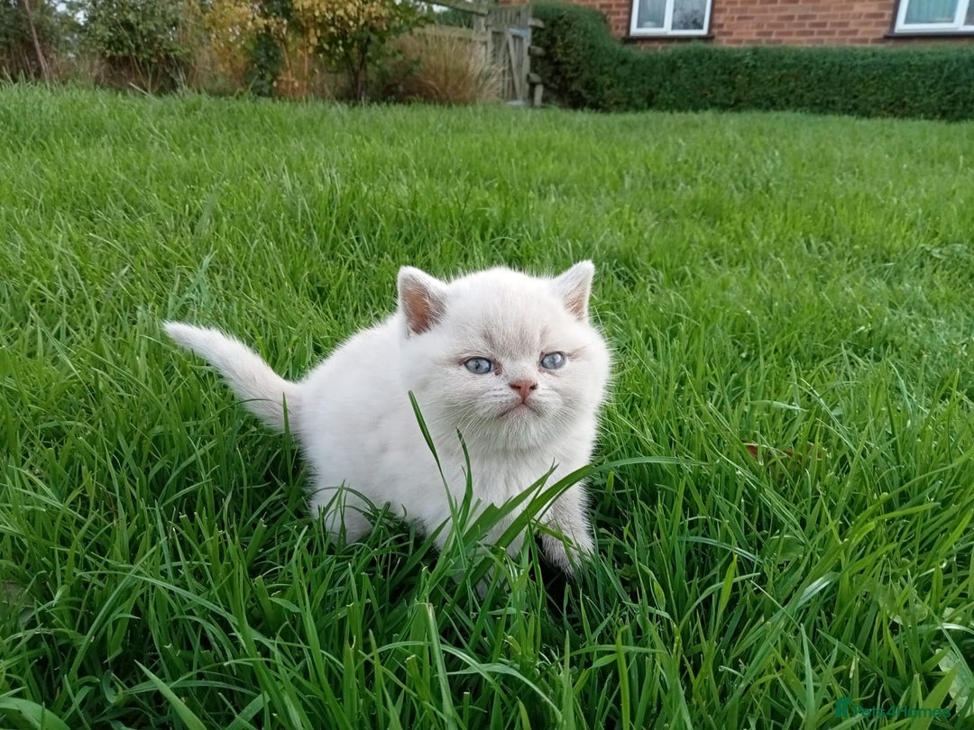 British Shorthair cats for sale: BSH lilac boys and girls, GCCF registered  - Image 20
