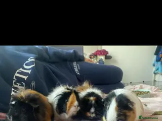 Guinea Pig rodents 4 sows in need of a new home in Southend-on-Sea - Advert 1