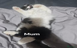 Persian cats for sale: Beautiful kitten - Image 3