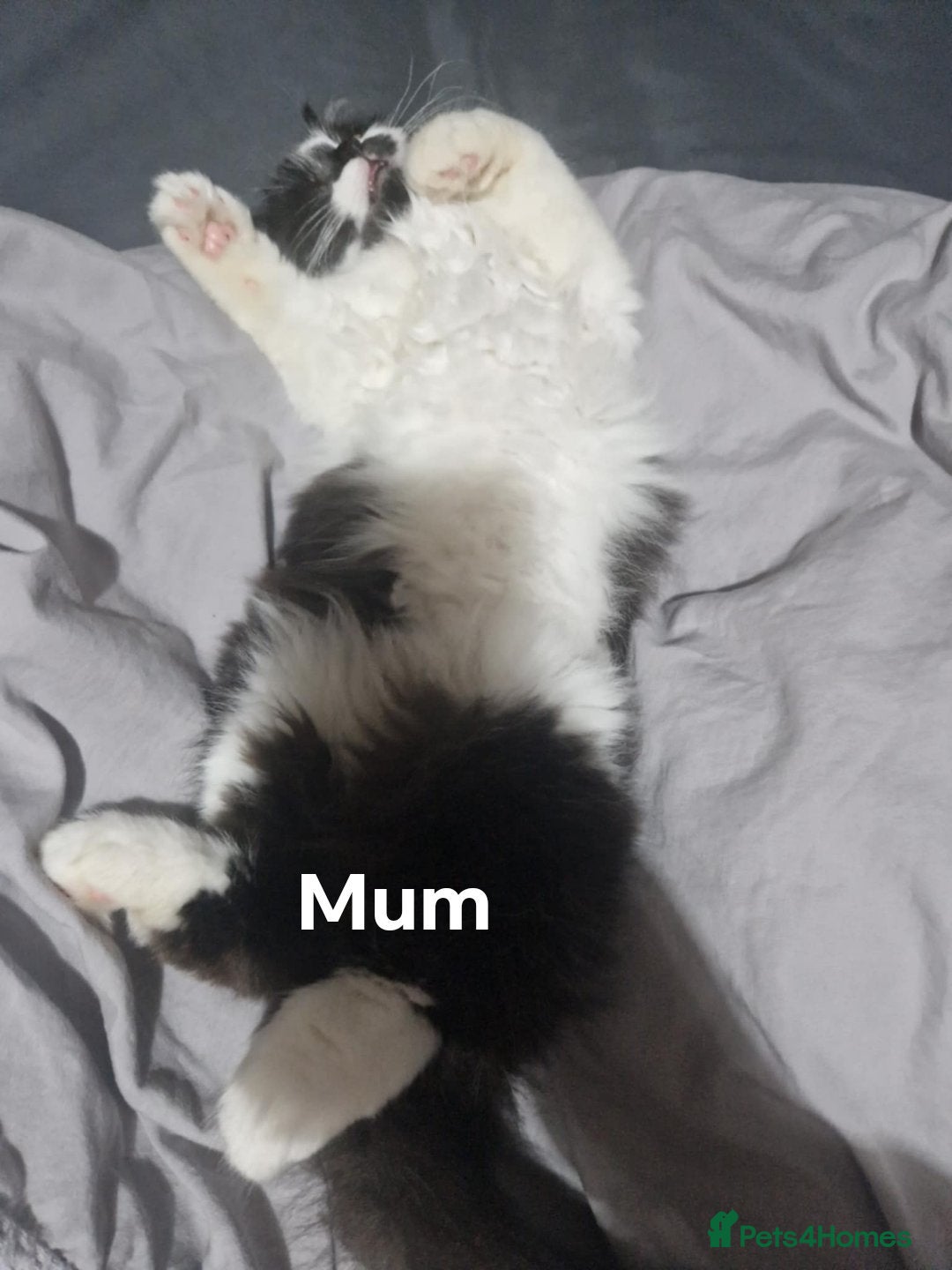 Persian cats for sale: Beautiful kitten - Image 3