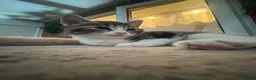 Mixed Breed cats for sale: Stunning Kittens looking for their forever homes - Advert 14