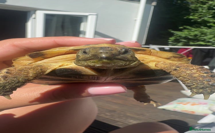 Tortoise reptiles - Advert 2