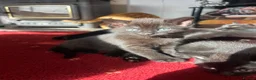 Mixed Breed cats for sale: Ragdoll x in Newton Abbot - Advert 3