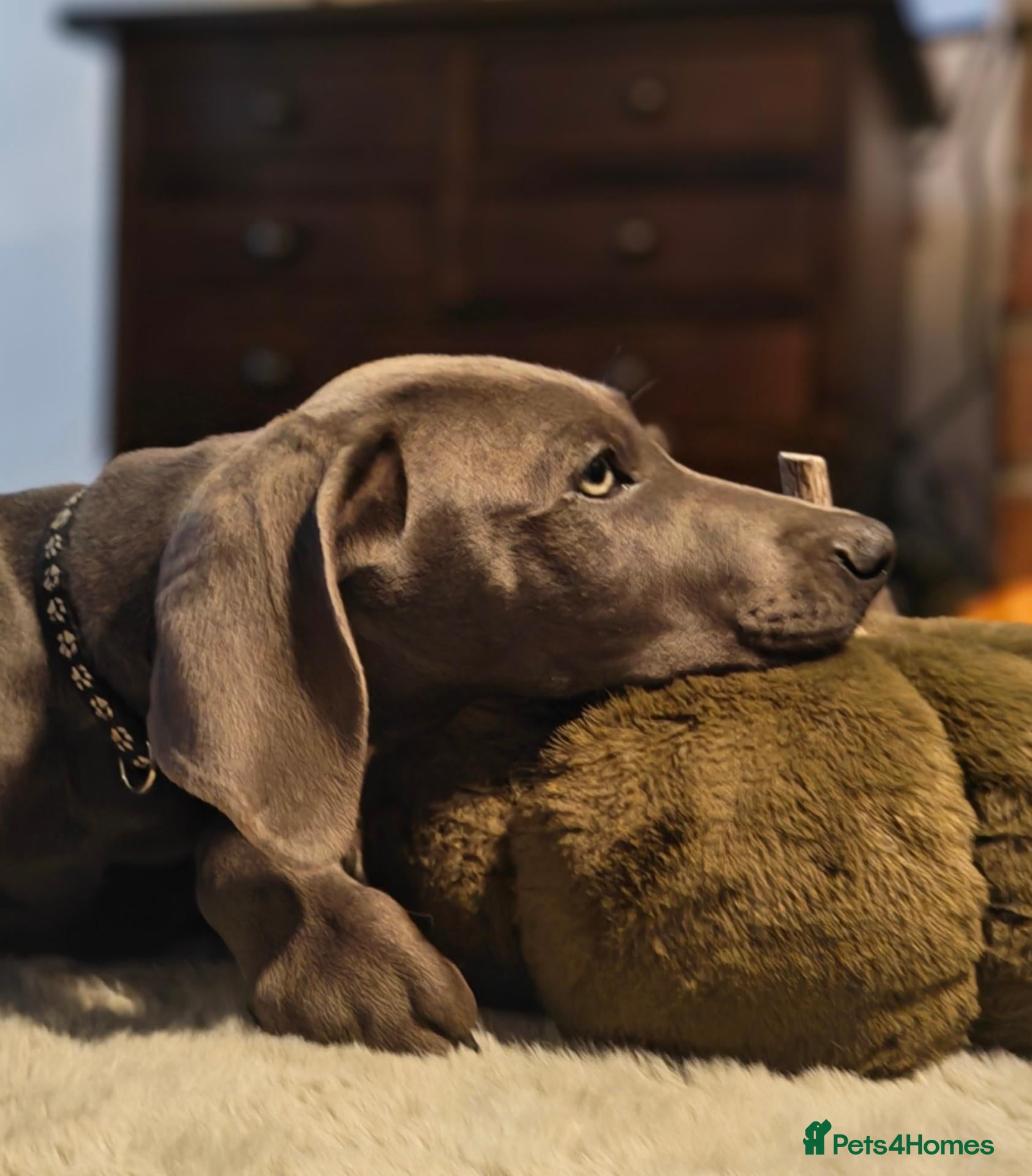 Weimaraner dogs ✨💗 KC REGISTERED WEIMARANER PUPPIES AVAILABLE 💗✨ - Advert 1