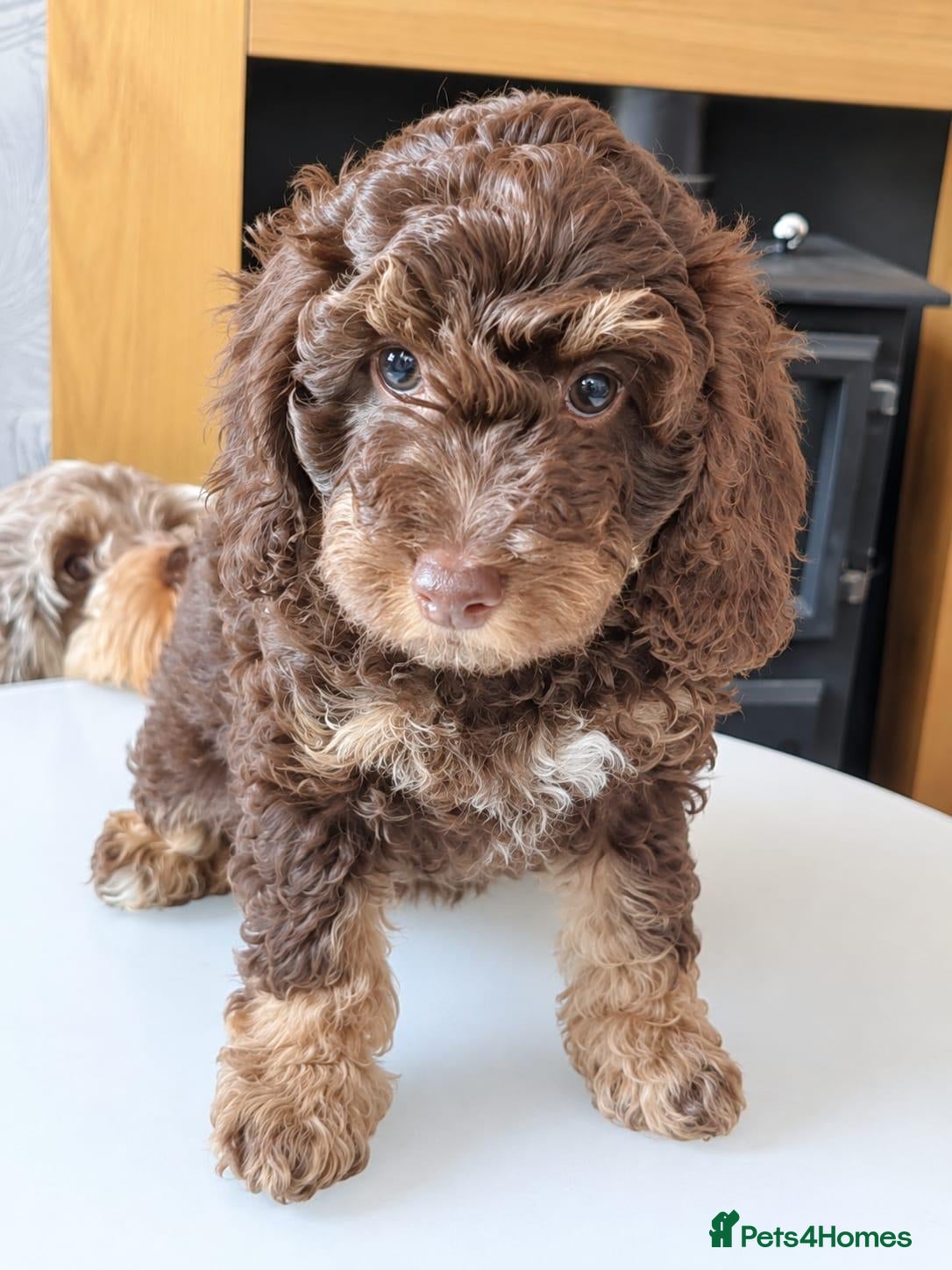Cockapoo dogs LYNJONBORNS BEAUTIFUL COCKAP00 PUPPYS - Advert 1