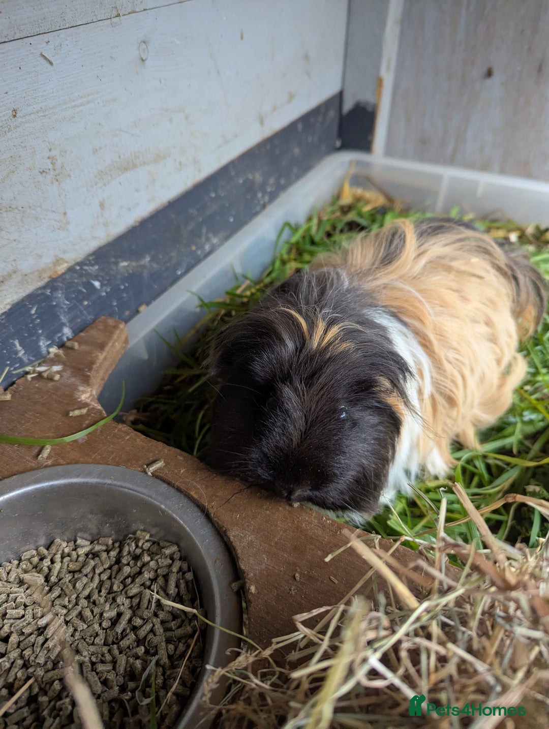 Guinea Pig rodents for sale: Sheltie guinea pig looking for a new home + friend - Advert 5