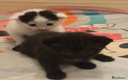 Domestic Shorthair cats for sale: 3 babies looking for forever homes  - Image 4