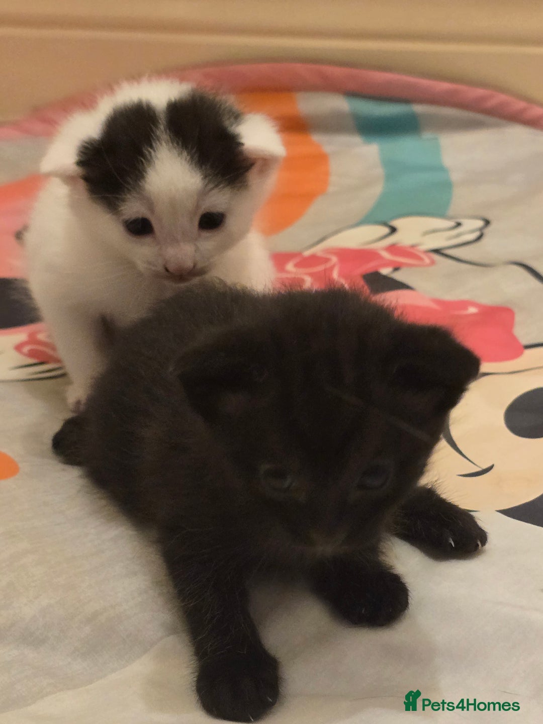 Domestic Shorthair cats for sale: 3 babies looking for forever homes  - Image 4