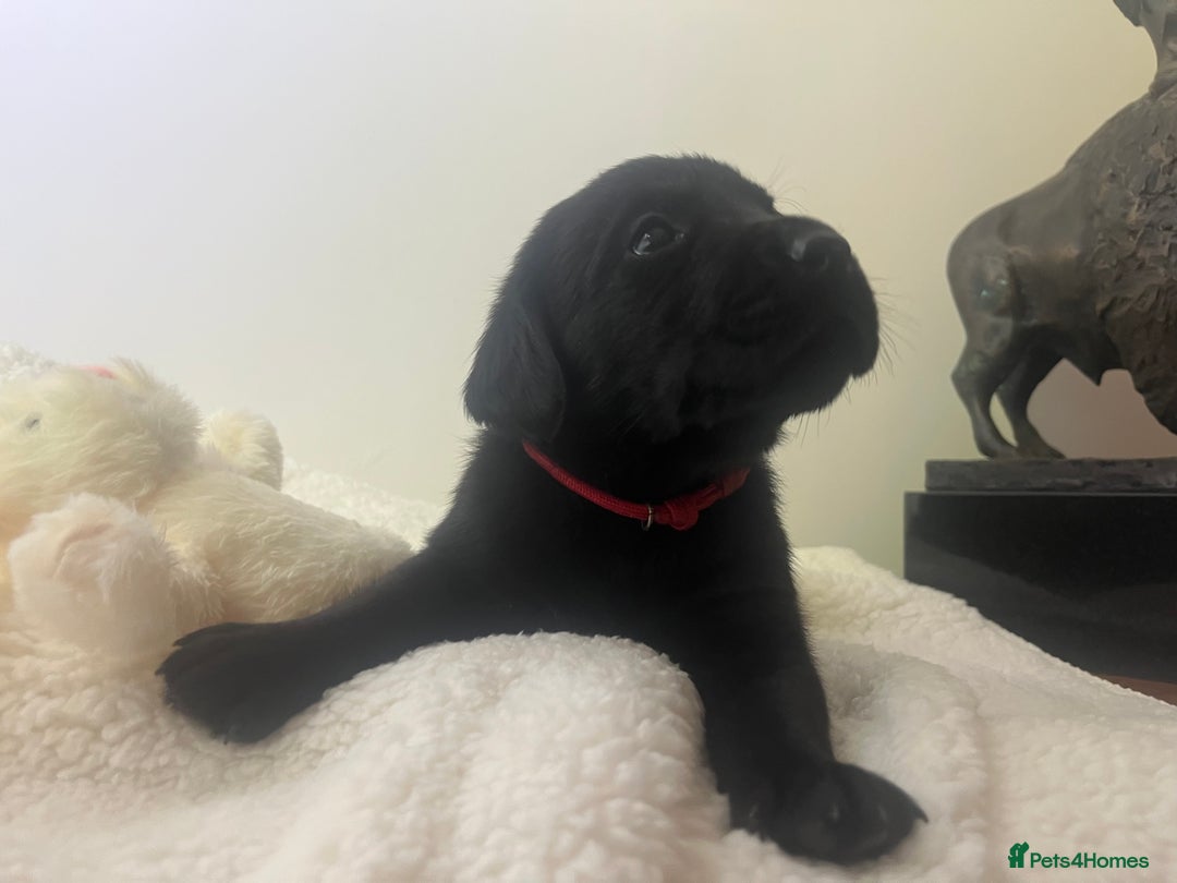 Mixed Breed dogs for sale: 11 Fabulous LABROTTIES - Advert 15