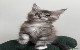 Maine Coon cats for sale: Ready for reservation 🥰 - Image 10