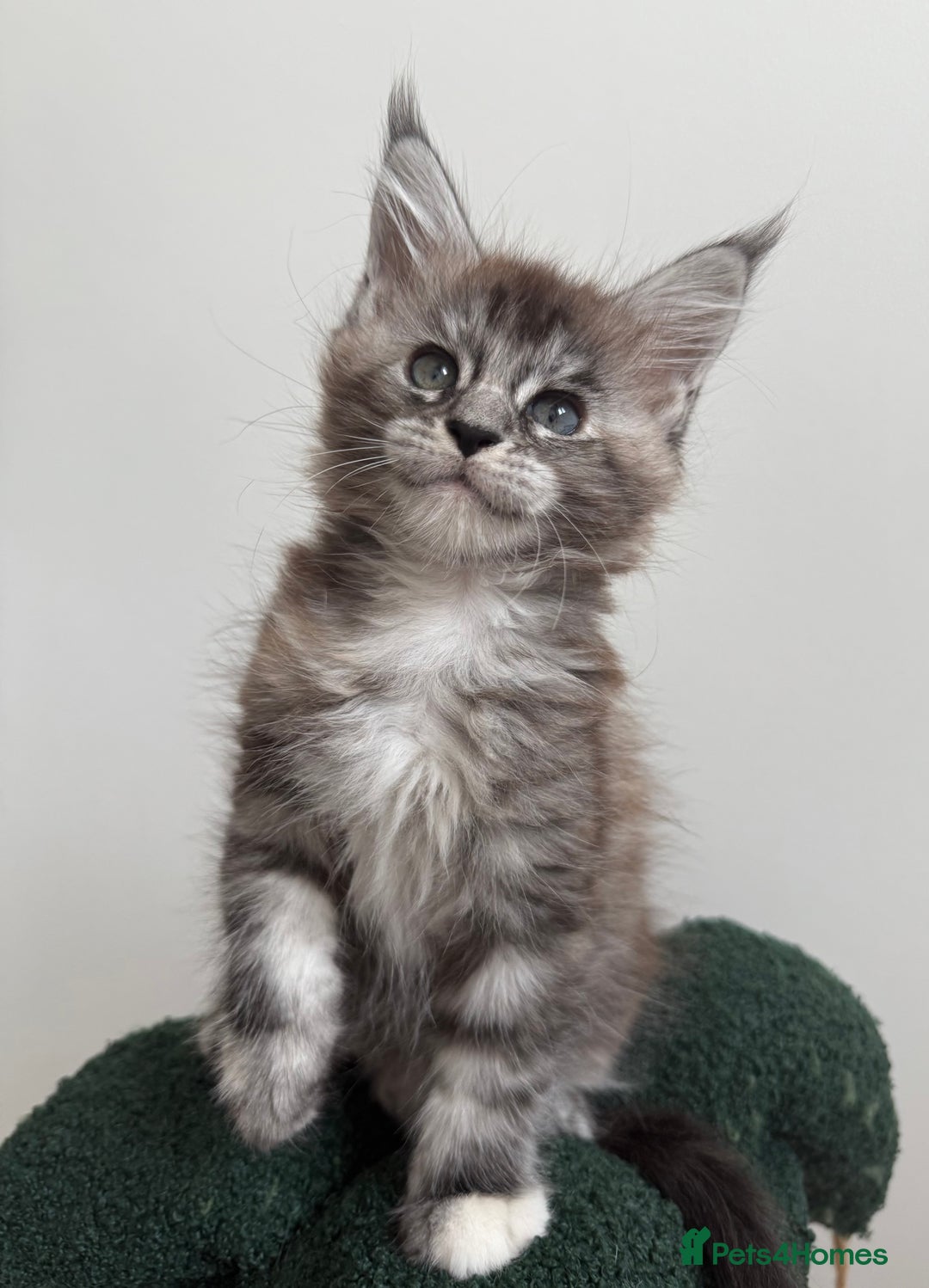 Maine Coon cats for sale: Ready for reservation 🥰 - Image 10