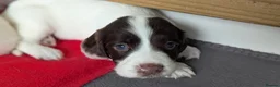 Sprocker dogs for sale: ALL SOLD -Sprocker Puppies - Advert 17