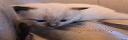Ragdoll cats for sale: *1 Girl left * - Advert 30