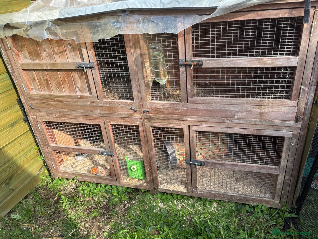 Lionhead rabbits for sale: Pablo - Image 5