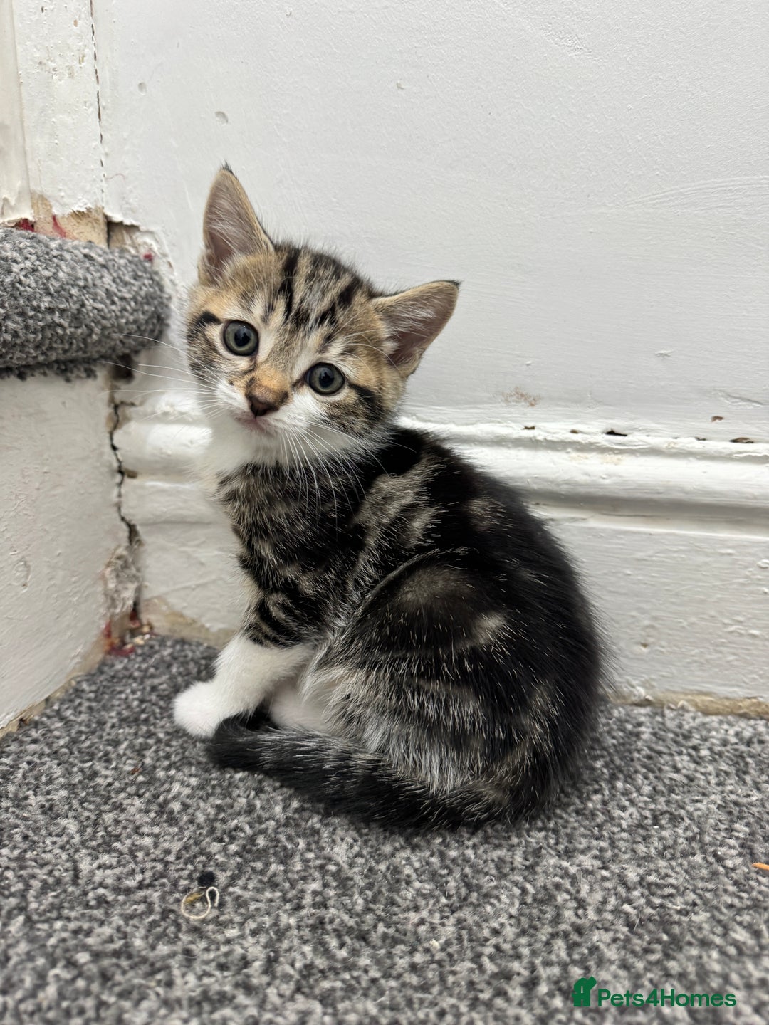 Mixed Breed cats for sale: Beautiful Kittens  - Advert 5