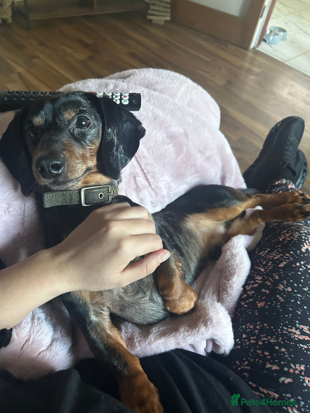 Dachshund dogs for sale: 🐾 Meet Ralph – Your New Best Friend! 🐾 - Image 2