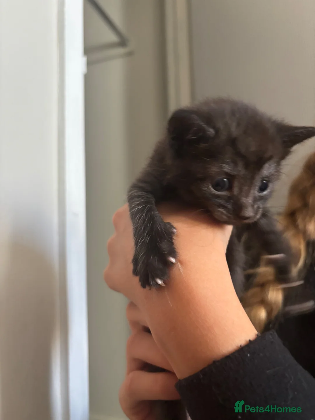 Mixed Breed cats for sale: 5 Stunning Kittens - Advert 2